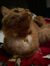 Rosie review photo