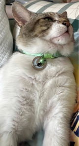 Nellie review photo