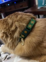 Cat M review photo