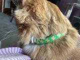 Cat M review photo