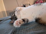 Ettie review photo
