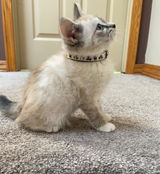 Josephine review photo