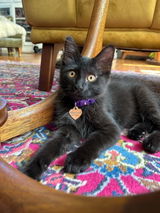 Ottilie review photo