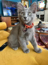 Ottilie review photo