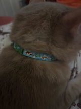 SSchmitt review photo