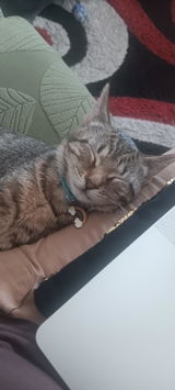 Clemmie review photo