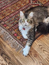 Lucy review photo