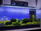 P.Goldi review photo