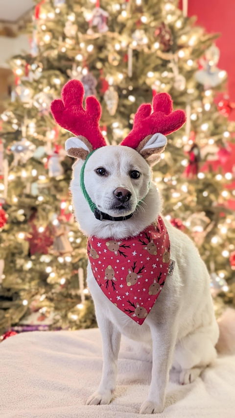 Reindeer Red