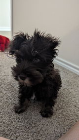 LaurynMarie review photo