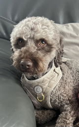 Iza i.L. review photo