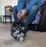 Lisas Pomeranians review photo