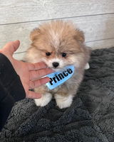 Lisas Pomeranians review photo