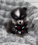 Lisas Pomeranians review photo