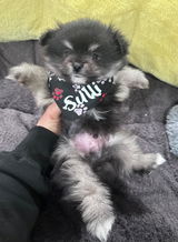 Lisas Pomeranians review photo