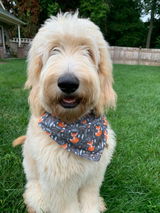 Cooper review photo