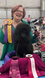 Harmony Miniature Poodles review photo