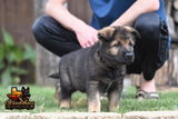 Wunderhaus DDR German Shepherds review photo