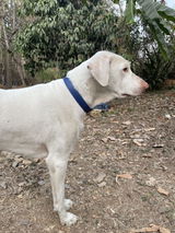 Santosh Dominick review photo