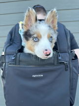 Appa T. review photo