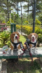 @the.beaglebros_ review photo