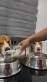 @the.beaglebros_ review photo