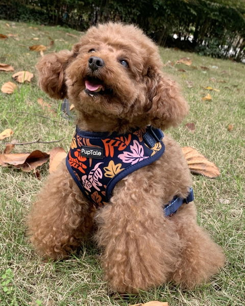 Adjustable Dog Harness | Fall Leaf Blue & Pink