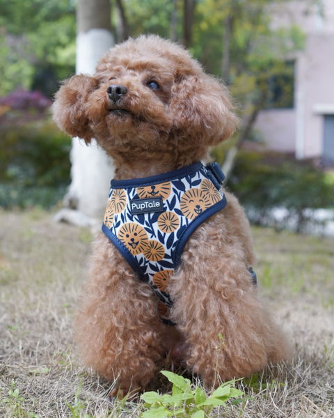 Adjustable Dog Harness | Spring Sunflower Blue & Yellow