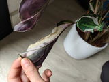 LIA PUIG GATELL review photo