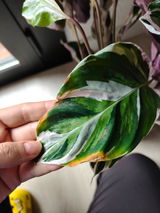 LIA PUIG GATELL review photo