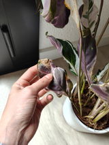 LIA PUIG GATELL review photo