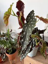 Nerisson Lux Couto review photo