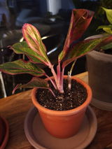 Modesto Riesgo Menendez review photo