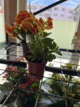 Lilia review photo