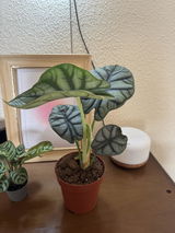 Nerea review photo