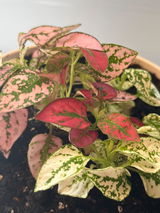 Lilia review photo