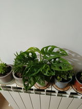 Luisa review photo