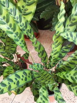 Rosa ana Nadal moncho review photo