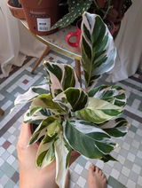 Clara Ruiz Furio review photo
