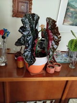 Atala Collado Quiles review photo
