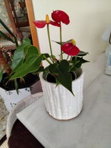 Atala Collado Quiles review photo