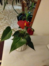 Atala Collado Quiles review photo