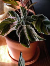Modesto Riesgo Menendez review photo