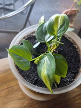 Modesto Riesgo Menendez review photo