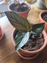 Modesto Riesgo Menendez review photo