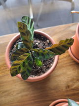 Modesto Riesgo Menendez review photo