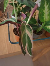Juan Durango review photo