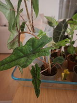 Juan Durango review photo