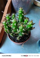 Mayuli review photo