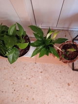Maria Carmen Povea Fuentes review photo